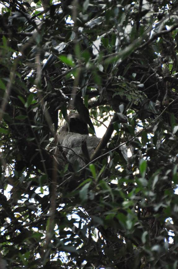 Encontro com um bicho-preguiça no Parque Nacional Arenal, na Costa Rica